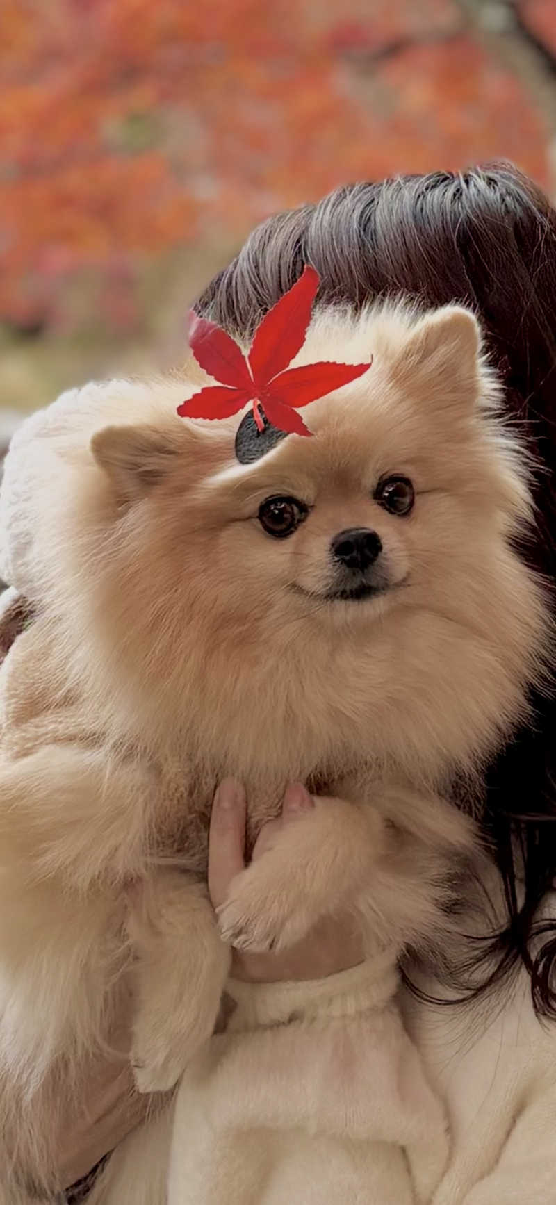 ポメサウナーさんのSHITARA VILLAGEのサ活写真