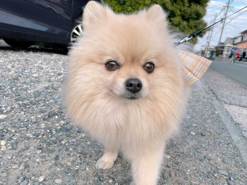 ポメサウナーさんのサウナイーグルのサ活写真