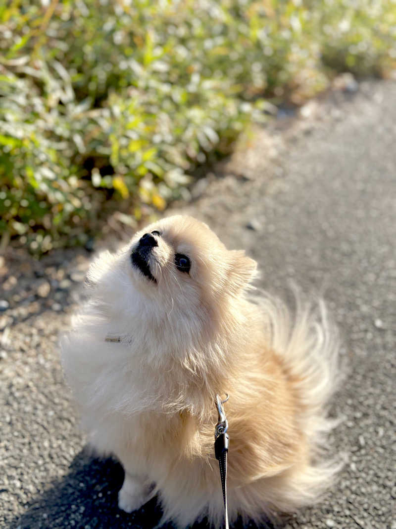 ポメサウナーさんのウェルビー今池のサ活写真