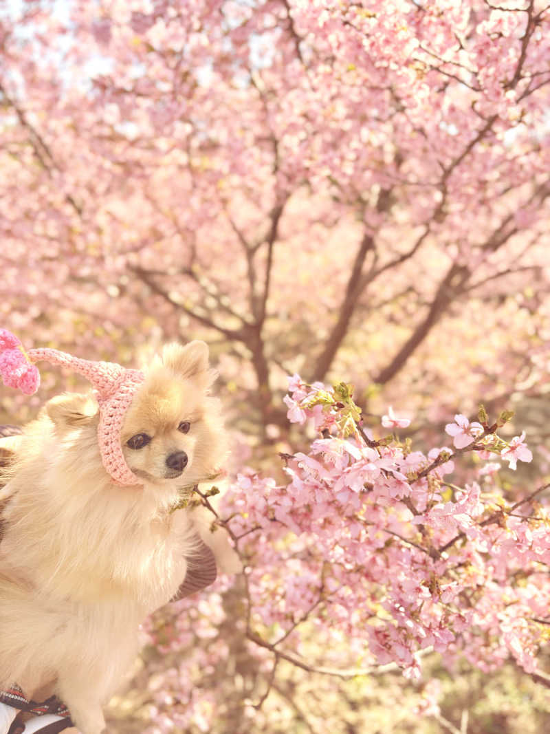 ポメサウナーさんの浜名湖レークサイドプラザ 三ヶ日温泉 万葉の華のサ活写真