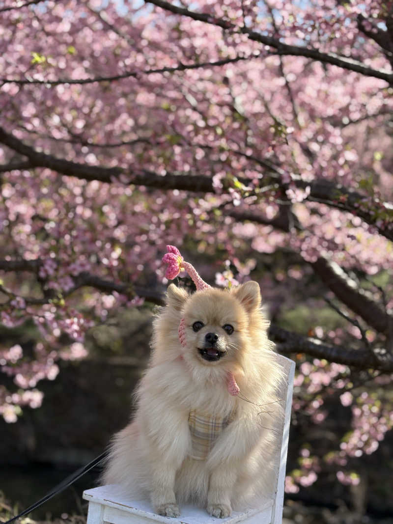 ポメサウナーさんの浜名湖レークサイドプラザ 三ヶ日温泉 万葉の華のサ活写真