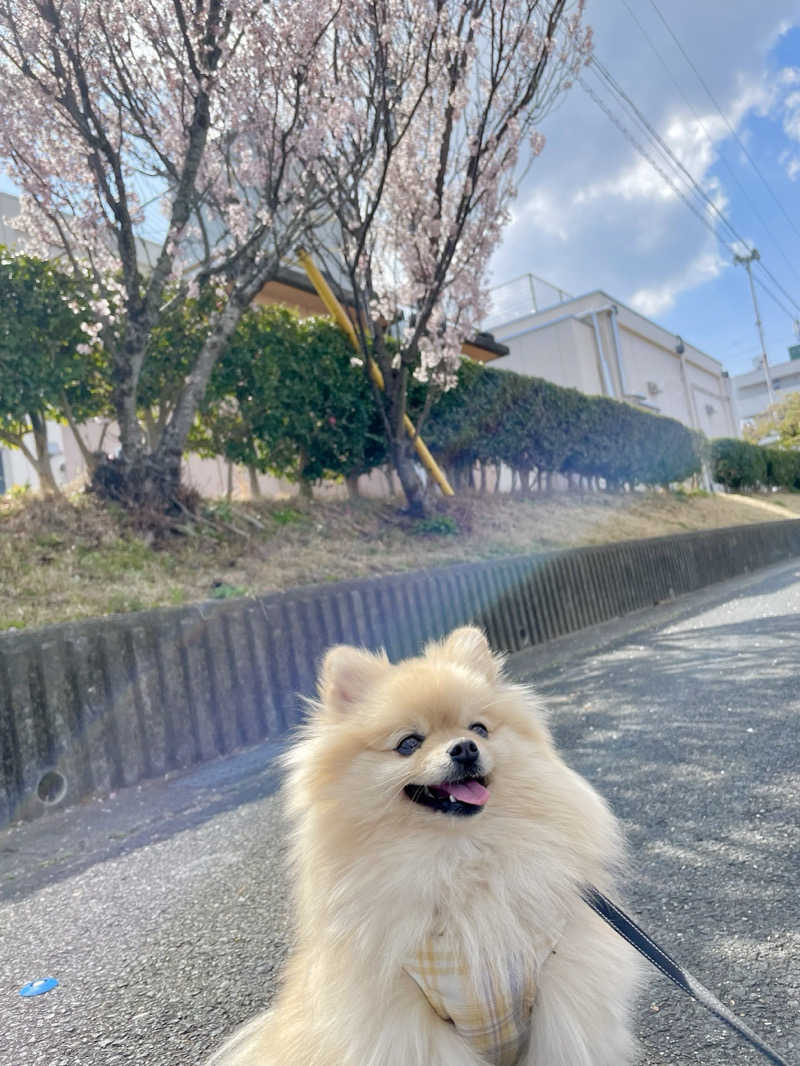 ポメサウナーさんの天然温泉 つつじの湯 ドーミーインEXPRESS豊橋のサ活写真