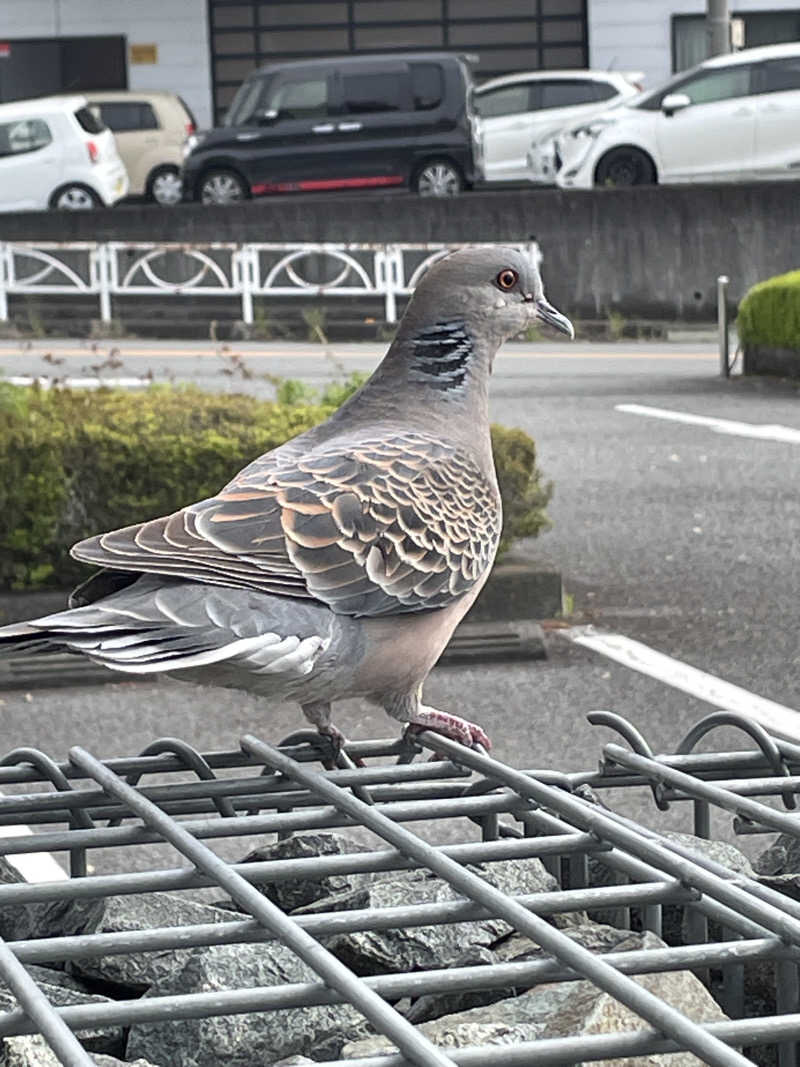 クマ🐻🐻‍❄️🧸🐎🚤🚴さんの富士山天然水SPA サウナ鷹の湯のサ活写真