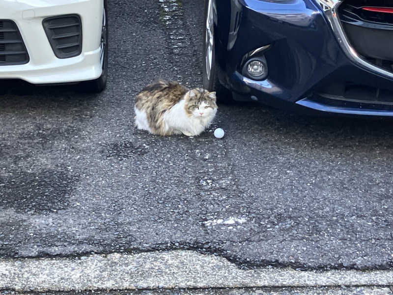 びーふ🐮さんの新岐阜サウナのサ活写真