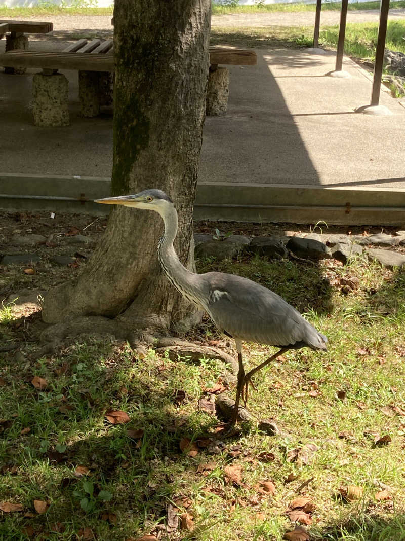 hỹp̃ẽ_はいぽたんさんのサウナ&カプセルホテル ルーマプラザのサ活写真