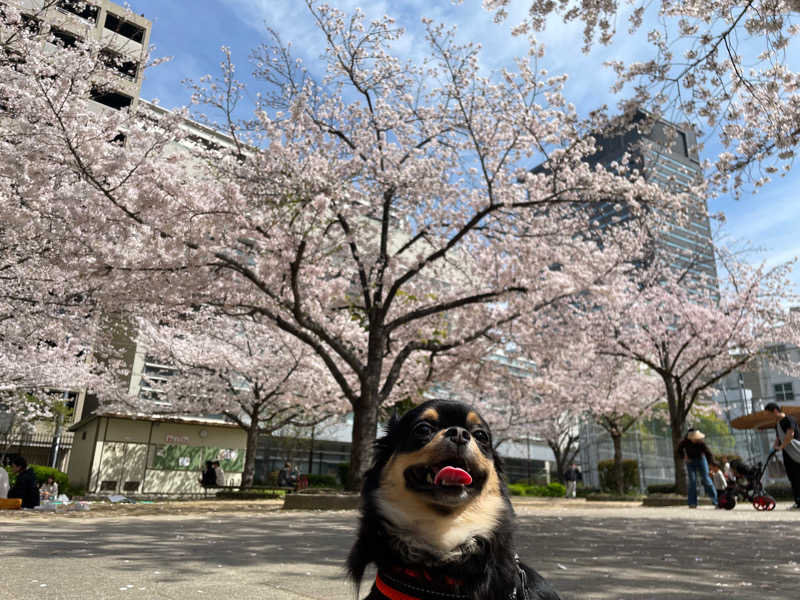 ととのいゆうすけさんの入船温泉のサ活写真