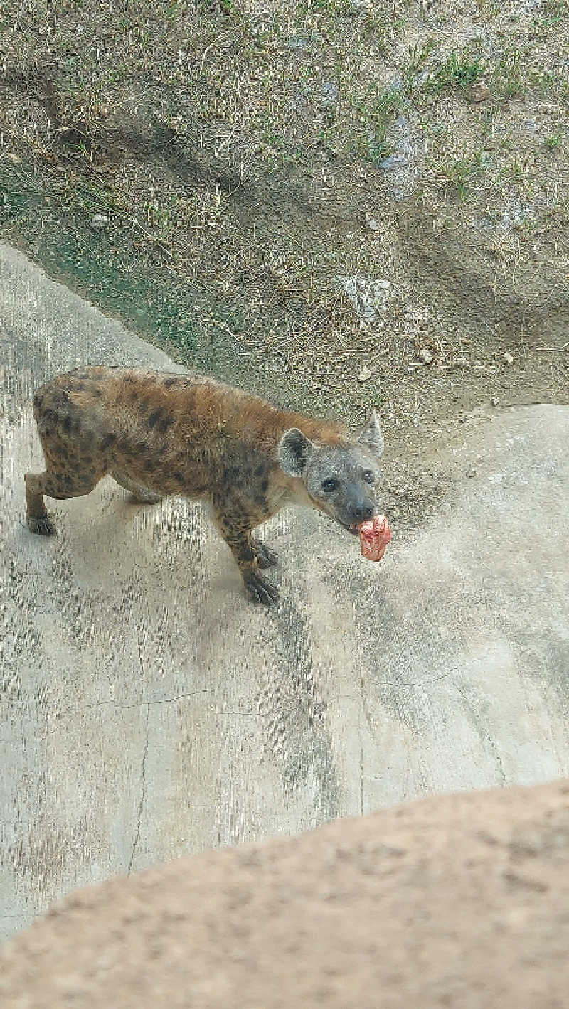 🦍中型ゴリラ🦍さんの入船温泉のサ活写真