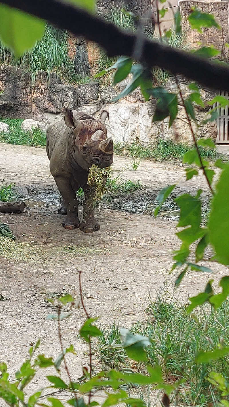 🦍中型ゴリラ🦍さんの入船温泉のサ活写真