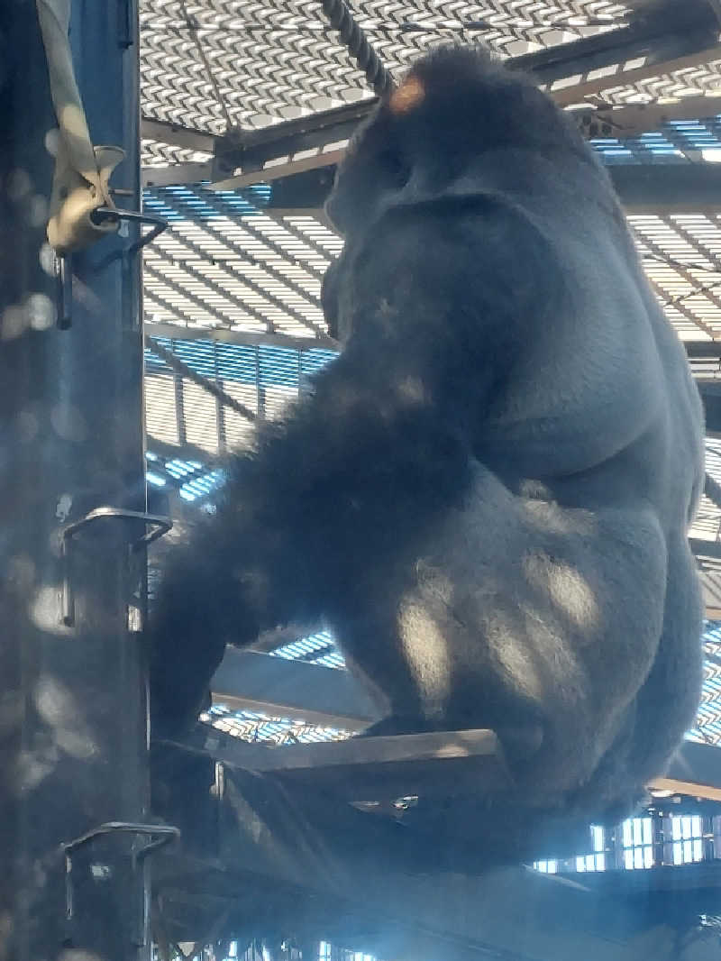 🦍中型ゴリラ🦍さんのサウナの梅湯のサ活写真