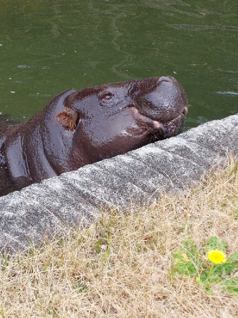 🦍中型ゴリラ🦍さんの桃山の湯のサ活写真