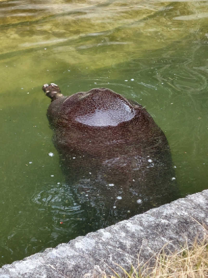 🦍中型ゴリラ🦍さんの桃山の湯のサ活写真