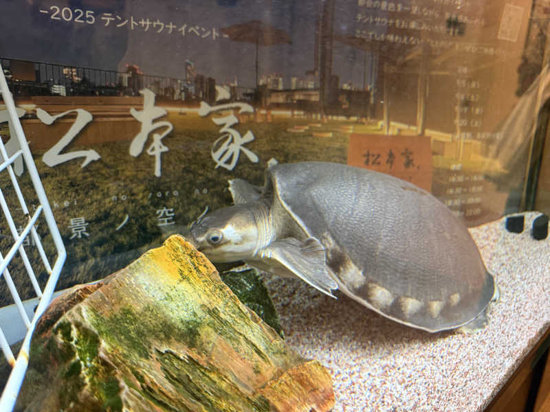 蒸しむらさんの松本湯のサ活写真