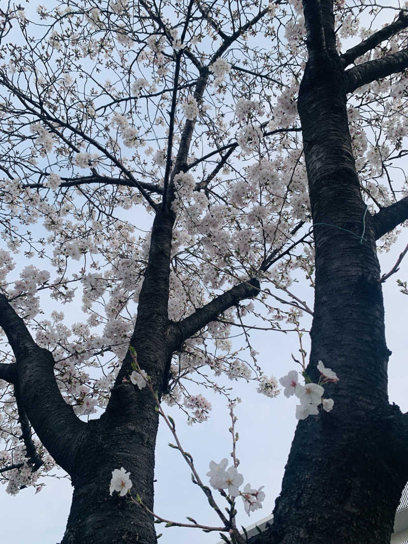 haniさんの堀田湯のサ活写真