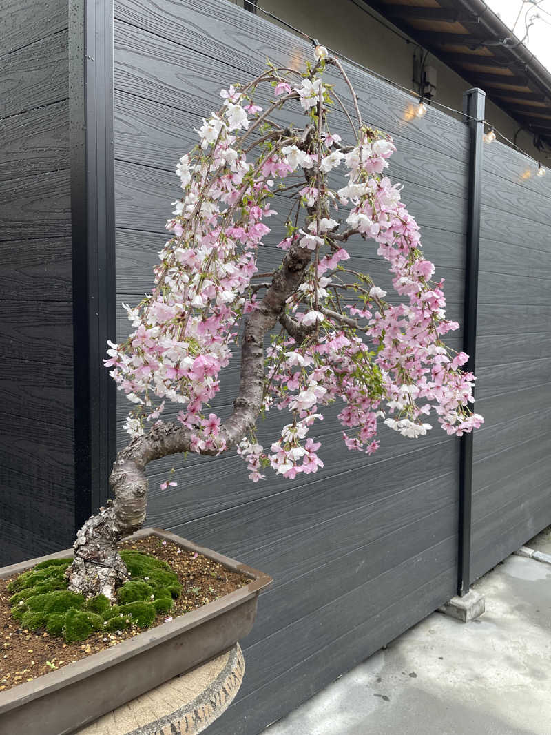 にゃきにゃんさんの達磨サウナのサ活写真