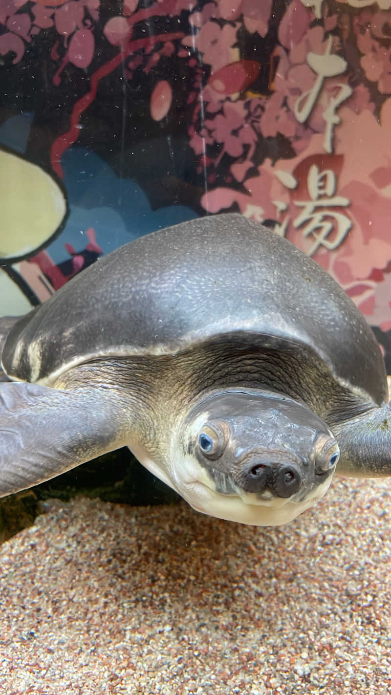 みんみんさんの松本湯のサ活写真