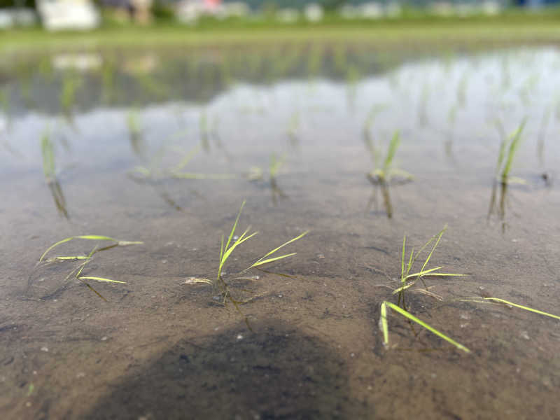 なぉさんのさくらんぼ東根温泉 オオタ湯のサ活写真