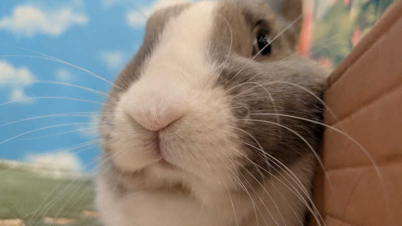 寝床にとろろさんのアクアリゾート 岐阜ふじの湯のサ活写真