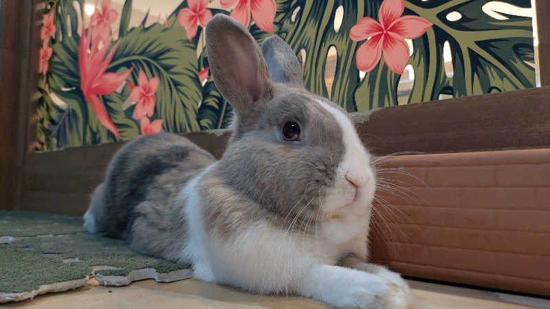 寝床にとろろさんのアクアリゾート 岐阜ふじの湯のサ活写真