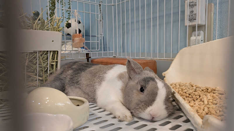 寝床にとろろさんのアクアリゾート 岐阜ふじの湯のサ活写真