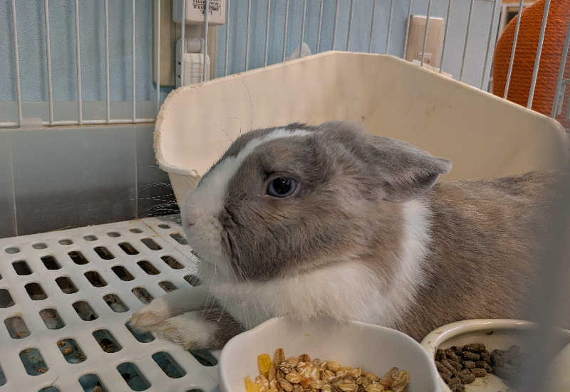 寝床にとろろさんのアクアリゾート 岐阜ふじの湯のサ活写真