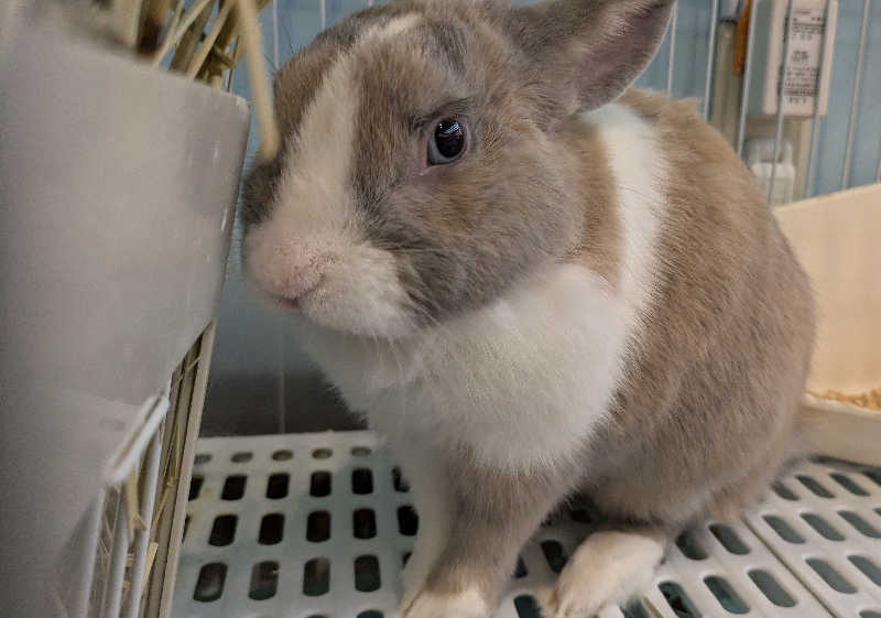 寝床にとろろさんのアクアリゾート 岐阜ふじの湯のサ活写真