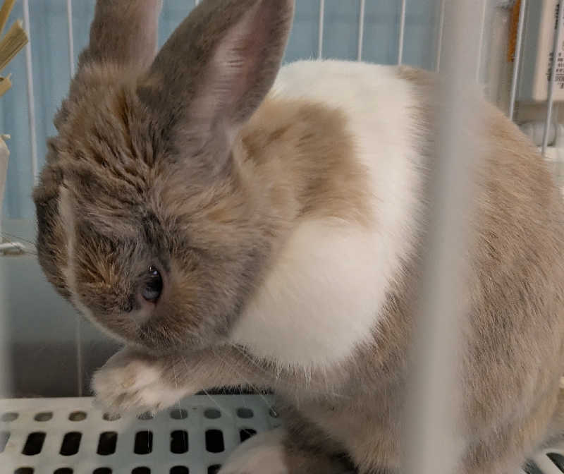 寝床にとろろさんのアクアリゾート 岐阜ふじの湯のサ活写真