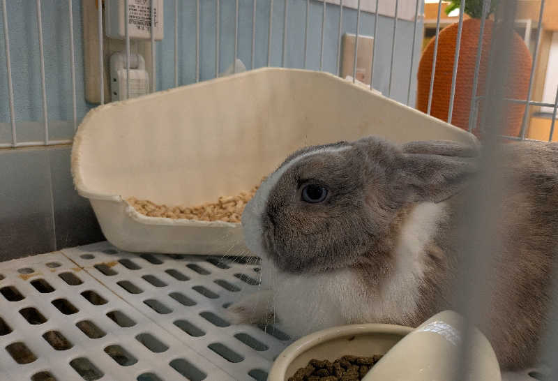 寝床にとろろさんのアクアリゾート 岐阜ふじの湯のサ活写真