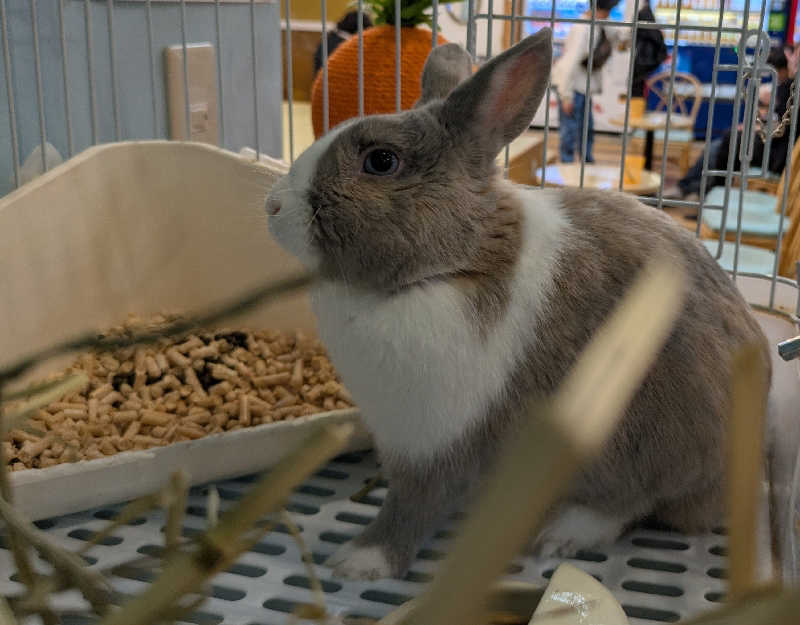 寝床にとろろさんのアクアリゾート 岐阜ふじの湯のサ活写真