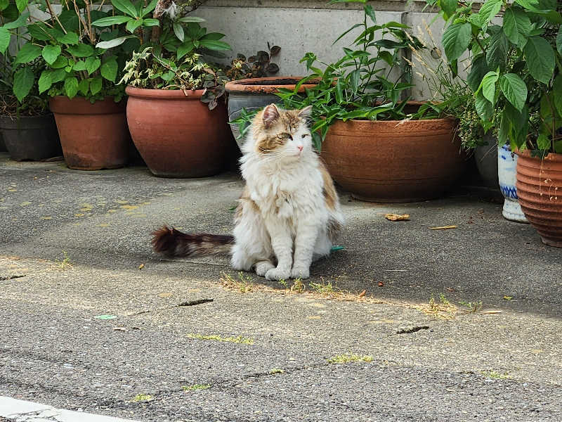 はたはたさんの新岐阜サウナのサ活写真
