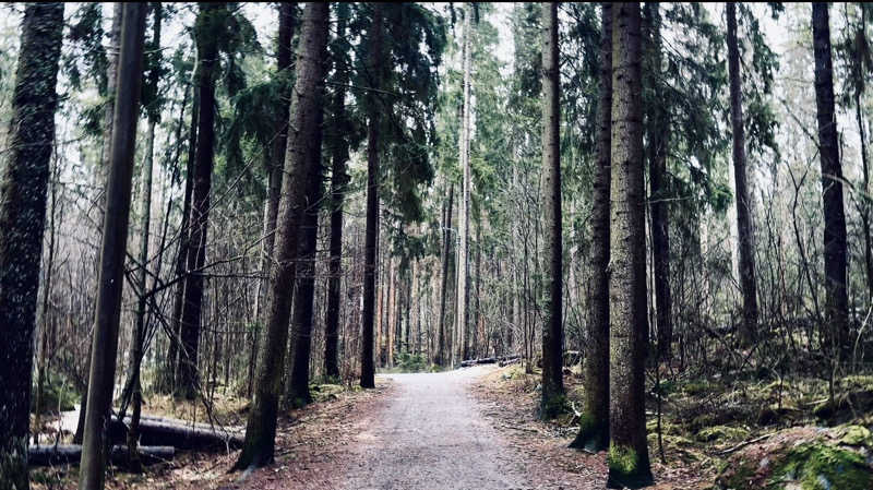 ポンセさんのKaupinojan Saunaのサ活写真