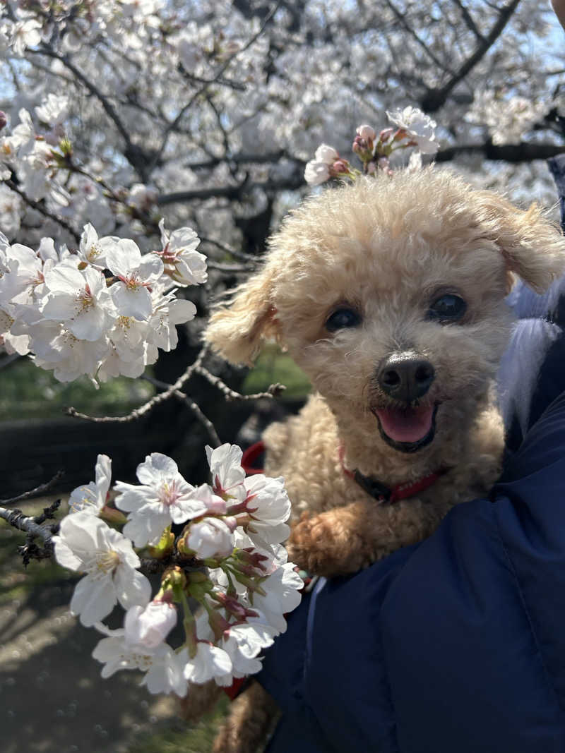 ダダンダンさんのよみうりランド眺望温泉 花景の湯のサ活写真