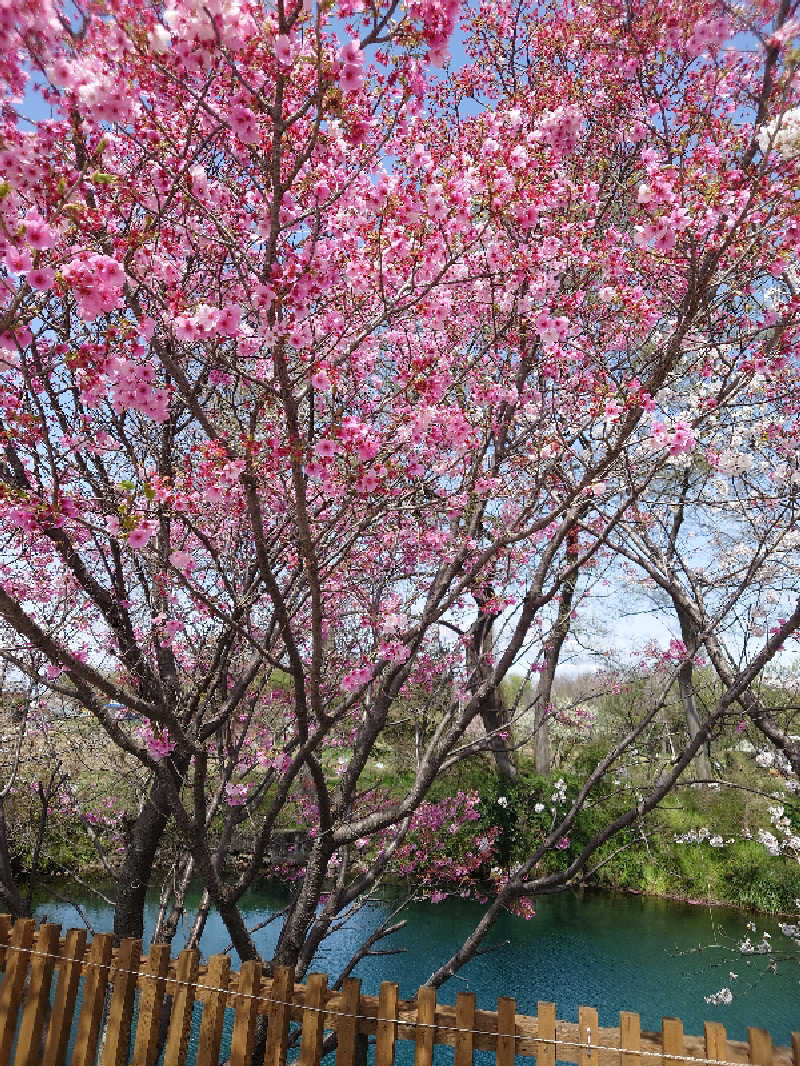 CLOVERさんの南道後温泉ていれぎの湯のサ活写真