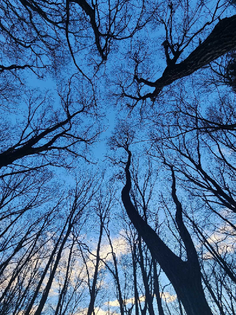 ドラミちゃんさんの森の天空サウナ&露天風呂のサ活写真