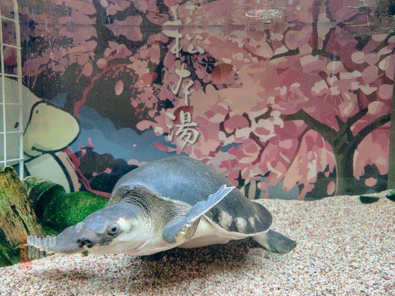 TCWさんの松本湯のサ活写真