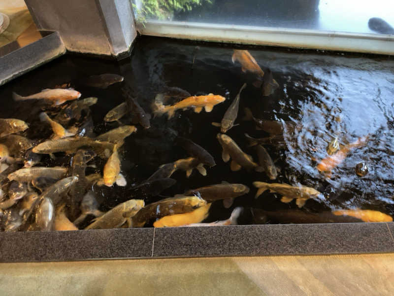 うさ林さんの稲取銀水荘のサ活写真