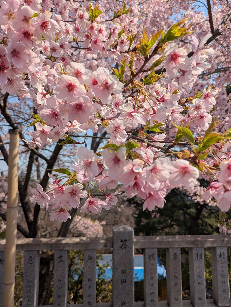 いけきゅうさんの観音山サウナ蒸寺のサ活写真