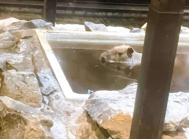 🐻さんの石狩天然温泉 番屋の湯のサ活写真