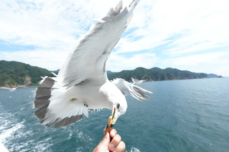 ちーばくんさんの庄内あつみ温泉 高見屋別邸 久遠のサ活写真