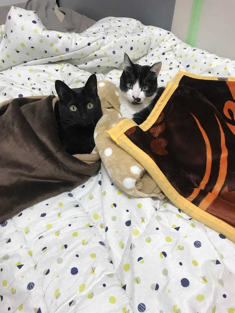 猫boyまたはブラックティーちゃん（仮名さんのサウナヘヴン草加のサ活写真