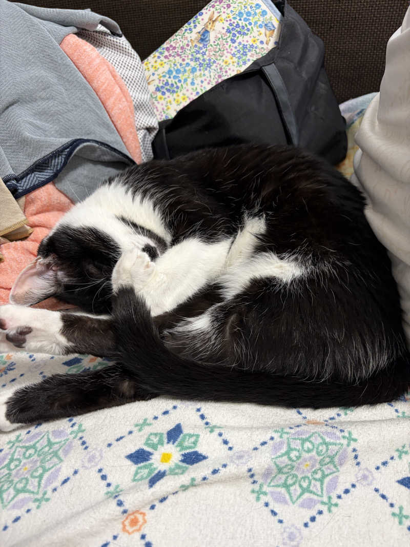 猫boyまたはブラックティーちゃん（仮名さんの湯の華銭湯 瑞祥 松本館のサ活写真