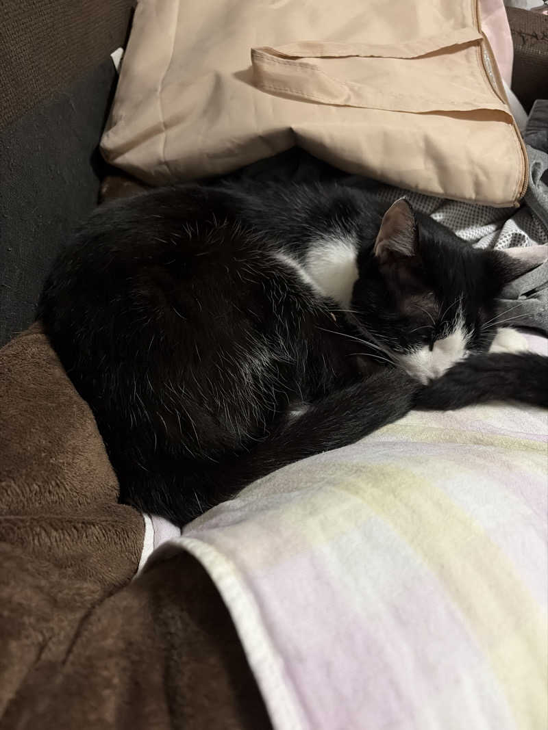 猫boyまたはブラックティーちゃん（仮名さんのサウナヘヴン草加のサ活写真