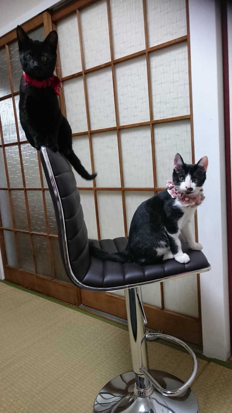 猫boyまたはブラックティーちゃん（仮名さんの湯の華銭湯 瑞祥 松本館のサ活写真