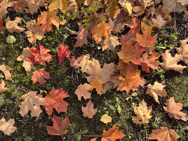 MASHさんのログホテル  ザ  メープルロッジのサ活写真