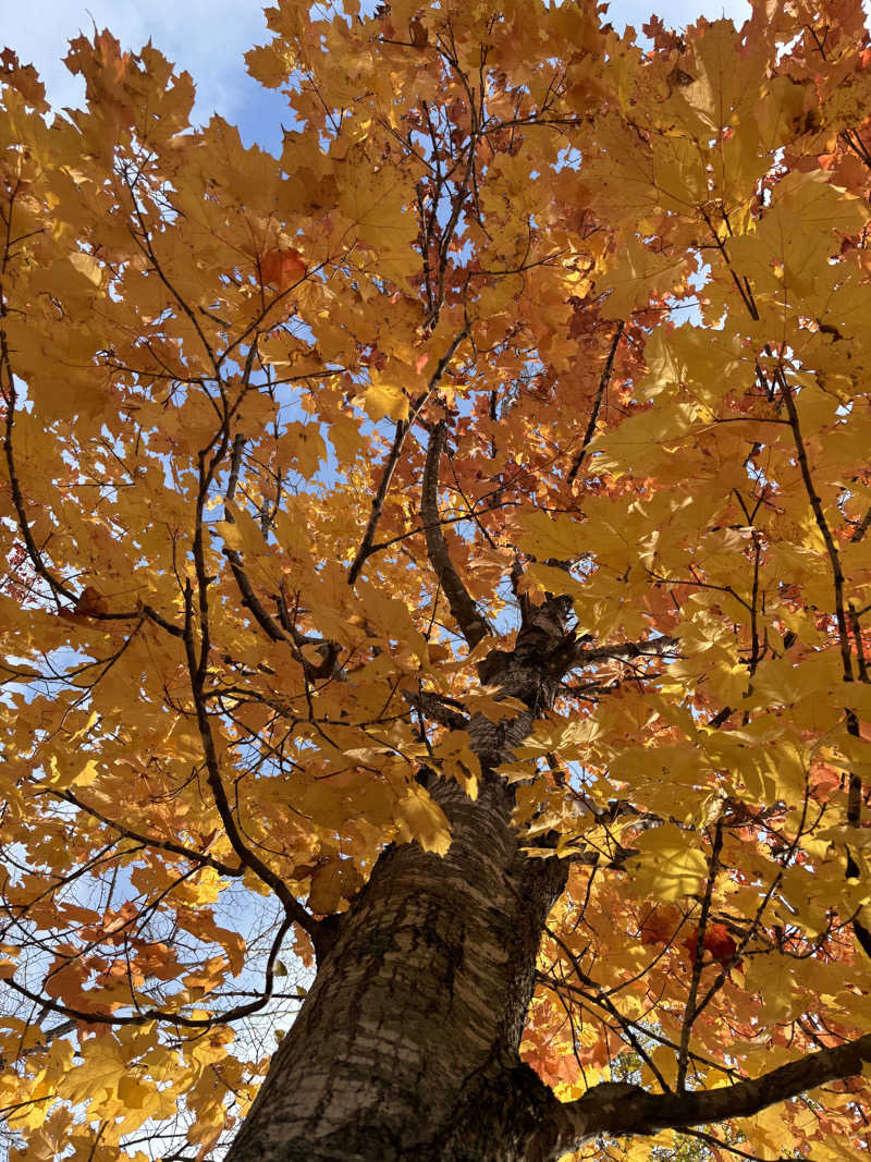 MASHさんのログホテル  ザ  メープルロッジのサ活写真