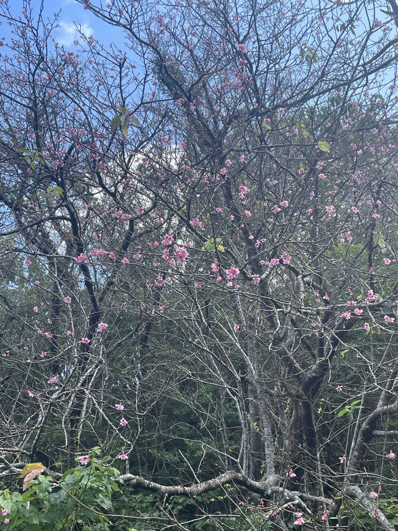 Zumgri（ずんぐり）さんのBUNA SAUNAのサ活写真