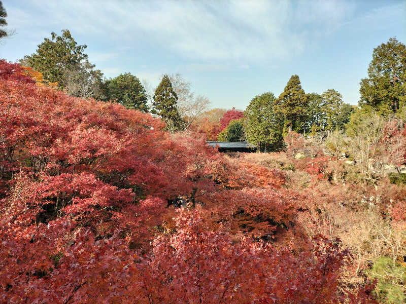メリノさんのサウナの梅湯のサ活写真