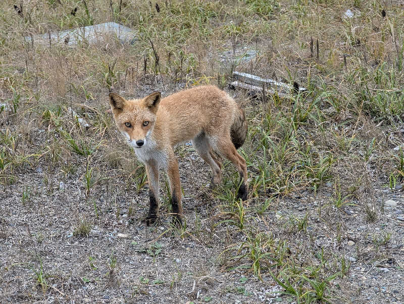 ぐんじんさんの湯宿だいいちのサ活写真