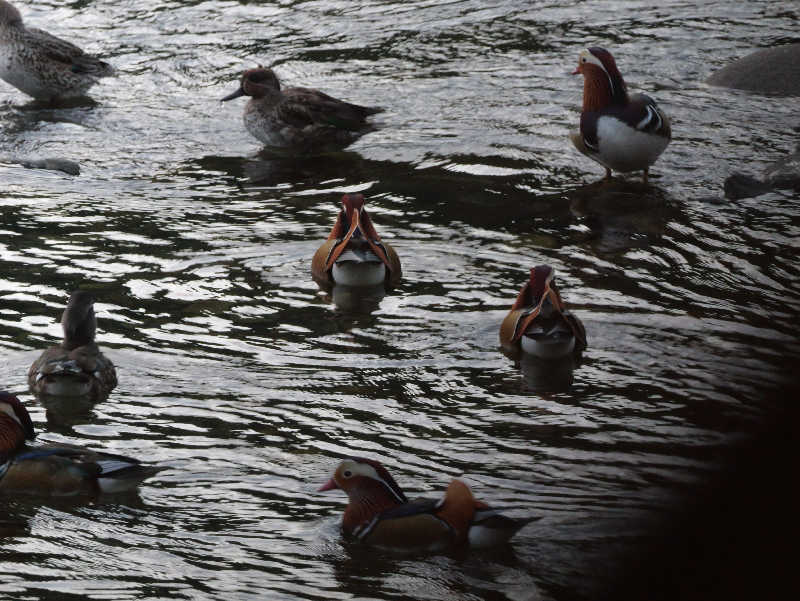 ぐんじんさんの湯喜望 白扇のサ活写真