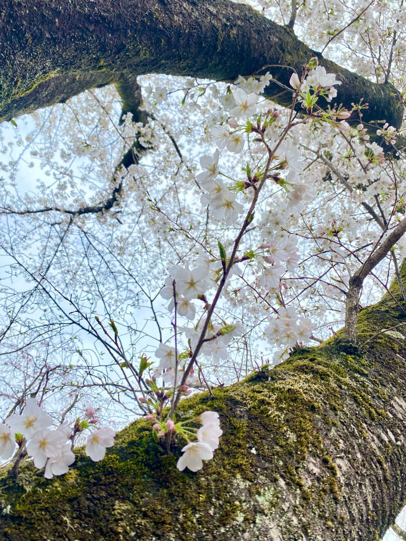 noooaさんのよみうりランド眺望温泉 花景の湯のサ活写真