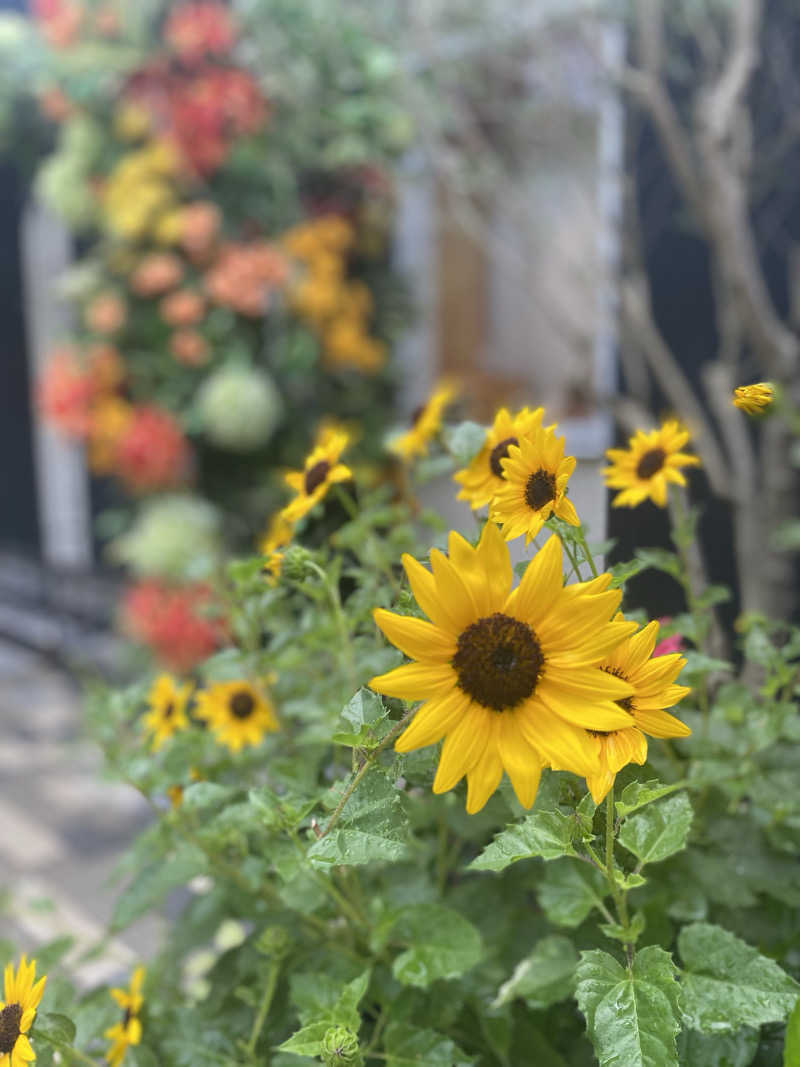 noooaさんのよみうりランド眺望温泉 花景の湯のサ活写真